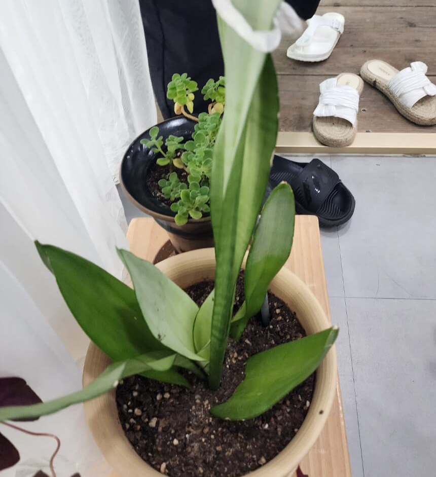 웃자람이 있어 수형이 예쁘지만은 않은 문샤인산세베리아