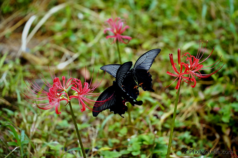 꽃무릇-나비-사진