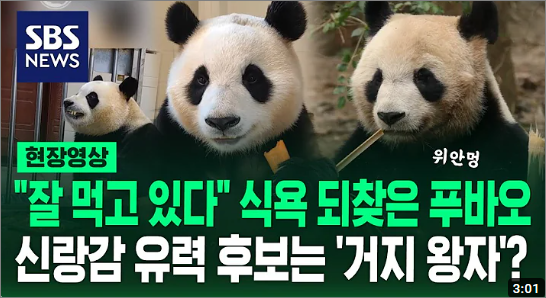 푸바오 소식