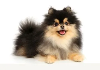 포메라니안 종류 18가지 털색깔 무늬 총정리 자료집_21