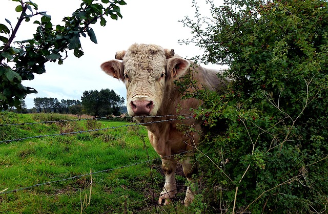 시골 소 이미지