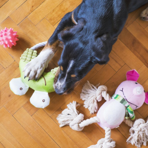 다양한 인형 장난감을 가지고 노는 강아지