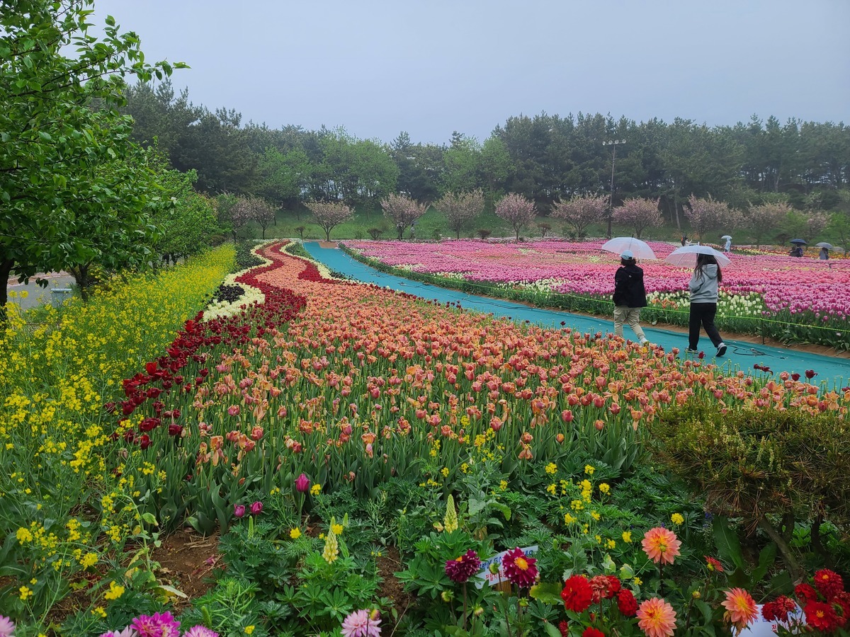 태안-세계튤립축제