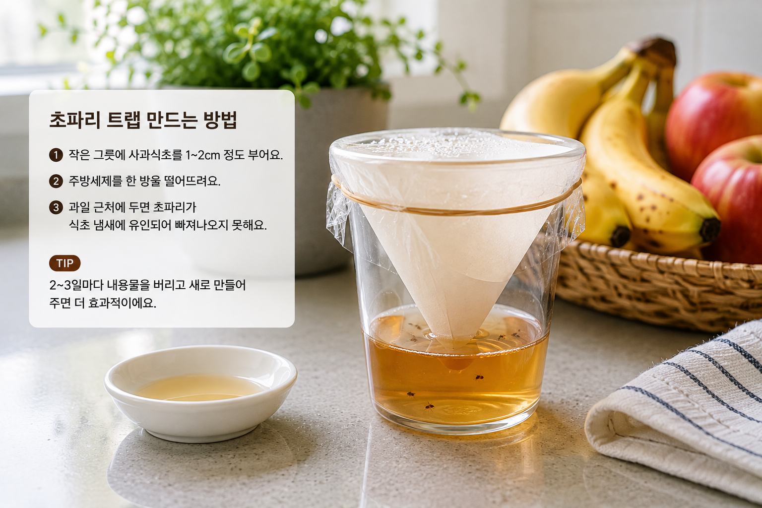 초파리 트랩 만드는 방법
