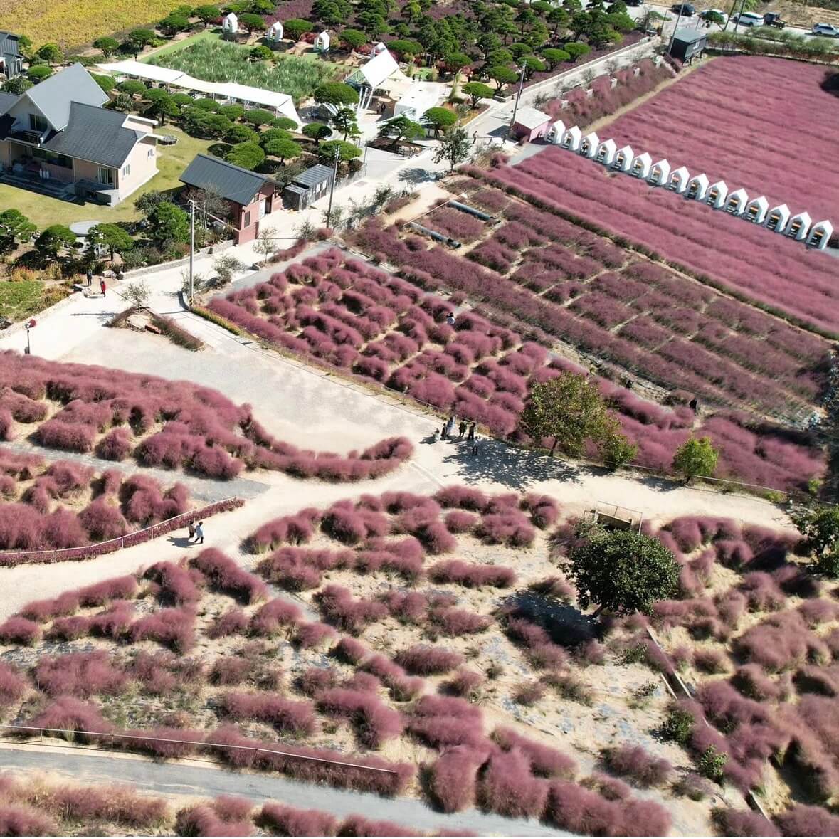 고창 핑크뮬리 축제
