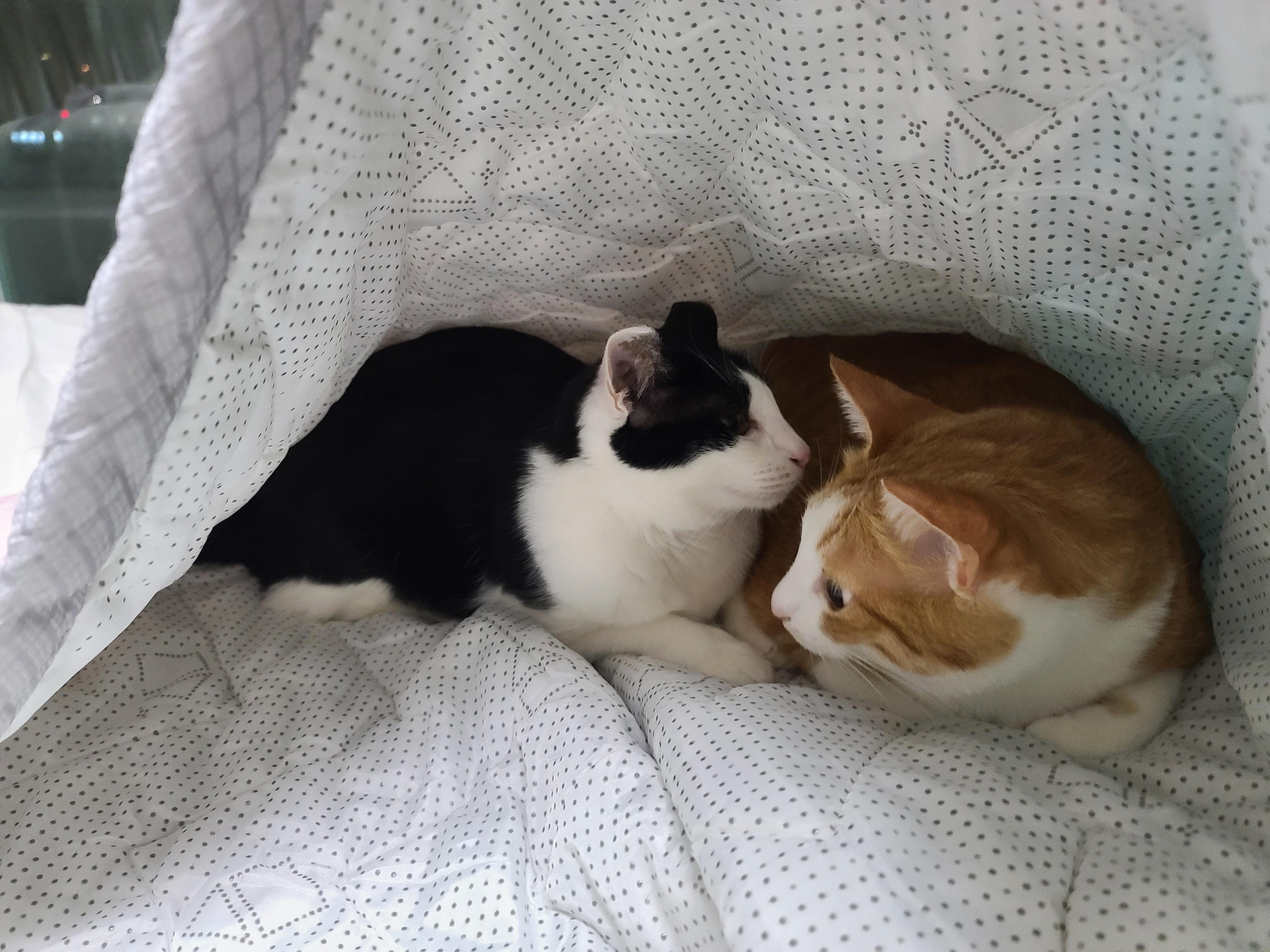 인기짱인 이불속 체험! 진상고객들과 늘어나는 대기자들..