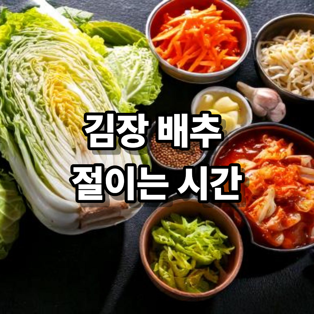 김장 배추 절이는 시간
