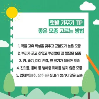 모종 고르는 법 줄기 굵기 잎색 뿌리상태 병해 흔적 확인_7