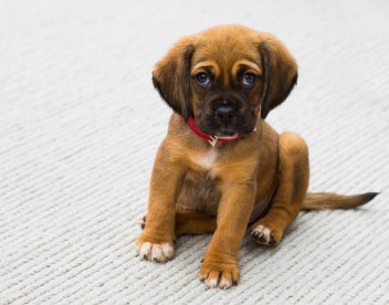 2026년 병오년 개띠 신년운세 총정리｜무료로 보는 정확한 운세