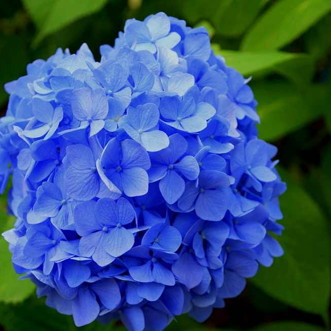 제주 한림공원 수국축제