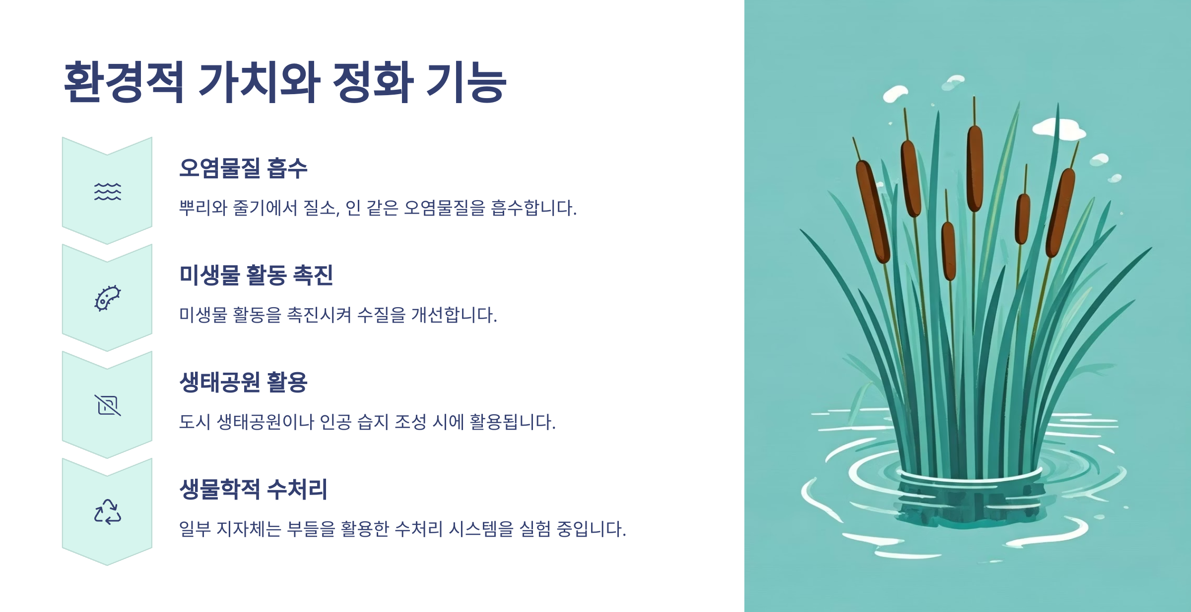 부들