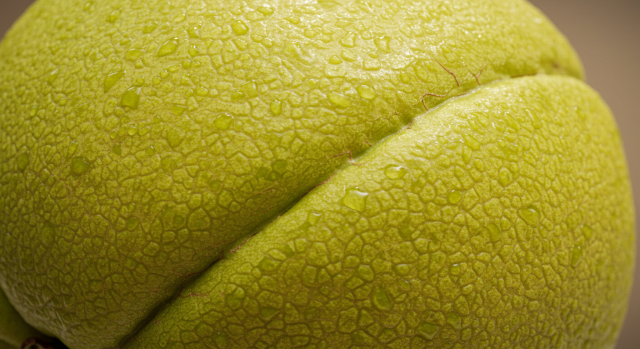 가르시니아 캄보지아 열매 클로즈업 사진