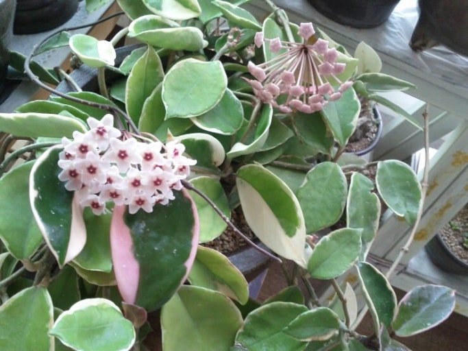 공기정화가 아닌 ‘전자파 흡수’ 식물 5가지의 과학적 원리