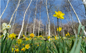 화담숲 수선화 축제