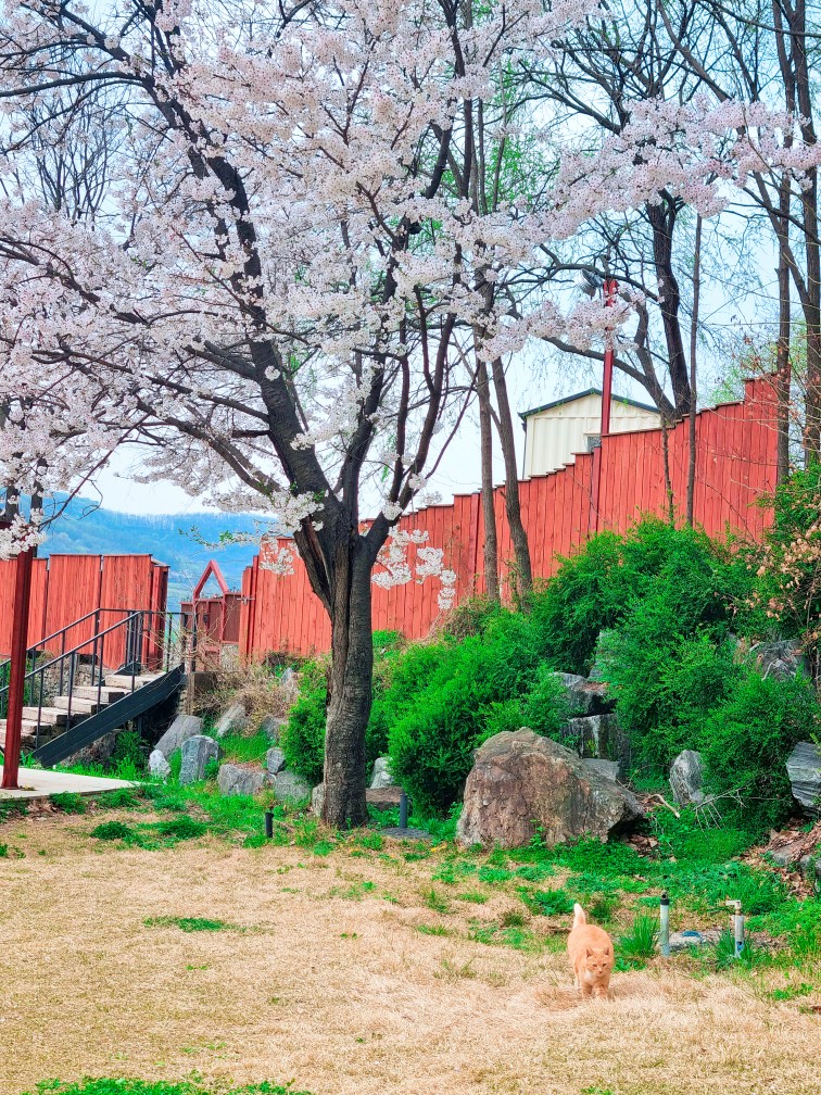 파주가볼만한 곳: 마롱리면사무소 카페, 율곡수목원 근처 정원 카페