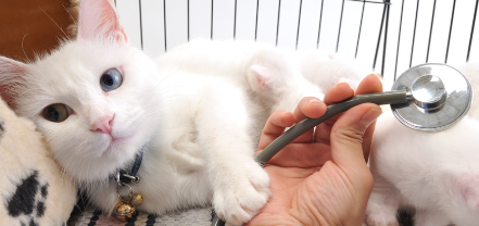 수의사와 고양이.