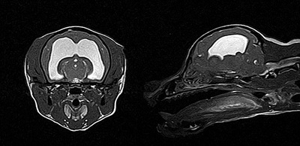 강아지 MRI