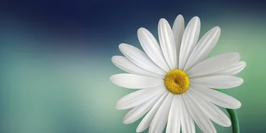 꽃 꿈해몽 67가지