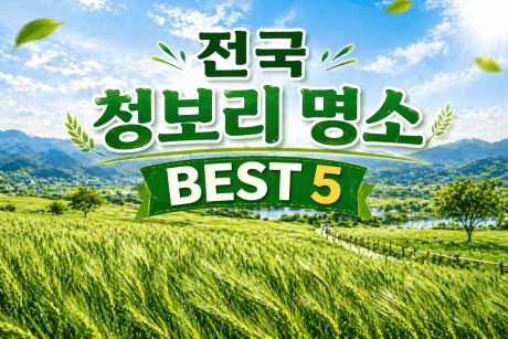 봄 인생사진 명소, 전국 청보리밭 BEST 3 추천