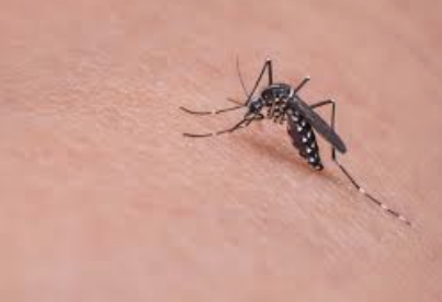 모기 피빠는 사진