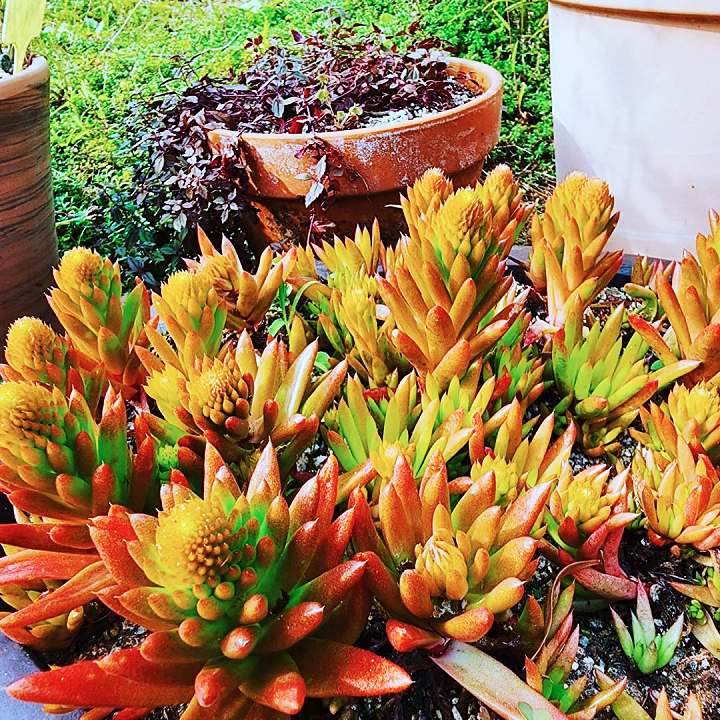 생방송오늘저녁 장미 에이드 250종 식물원 가드닝 돔 카페 아산 맛집 추천