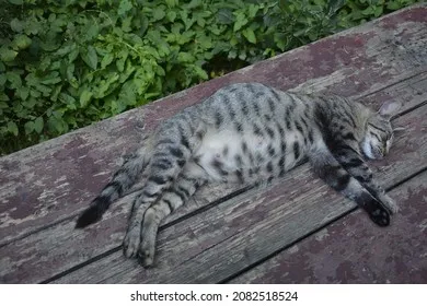 고양이 임신 기간 주기 가능나이 배모양_9