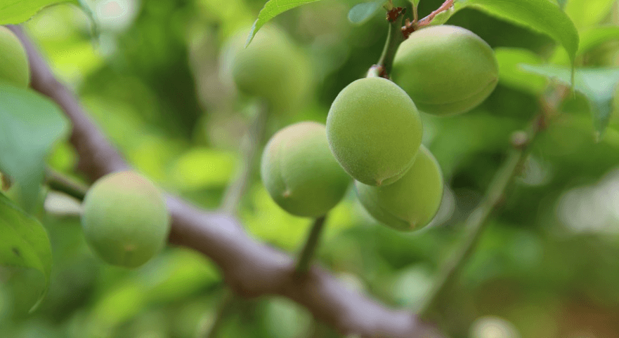 매실 효능 - 1