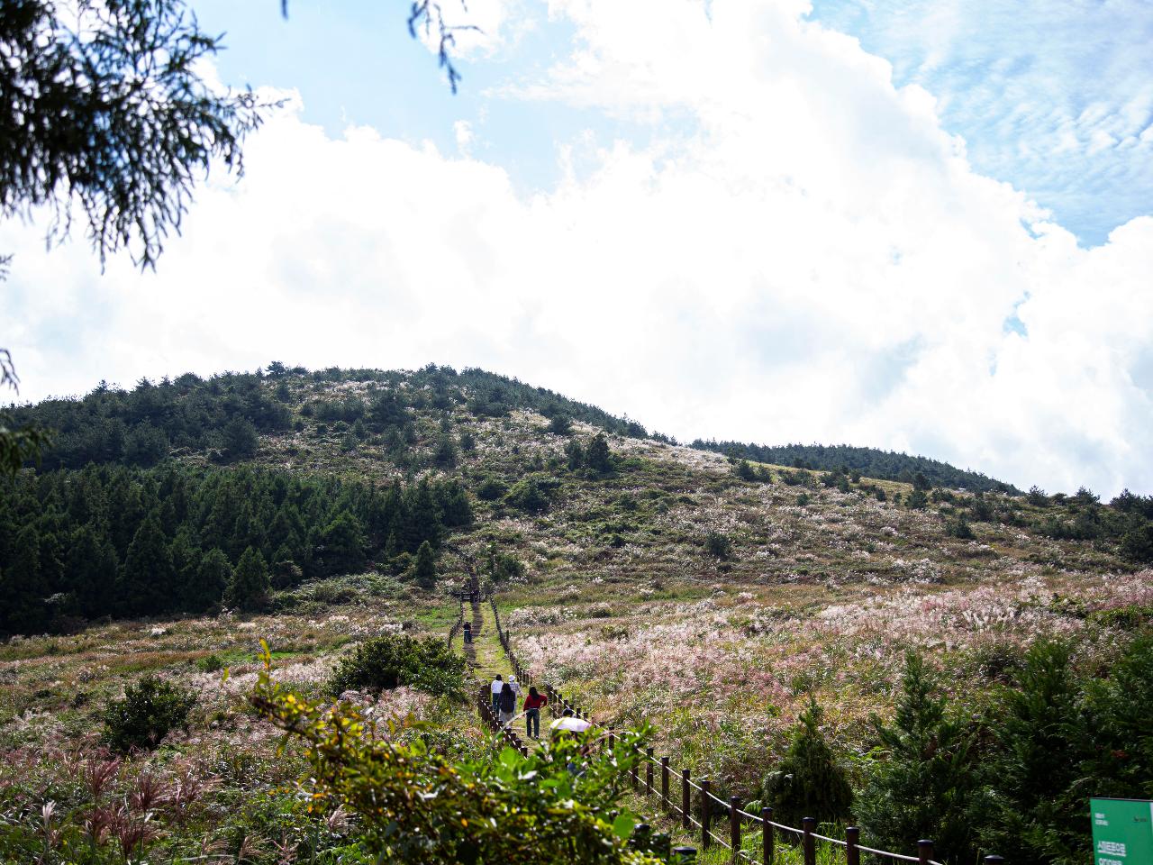제주 백약이오름 억새 풍경과 트레킹 명소, 조용한 힐링 오름 추천