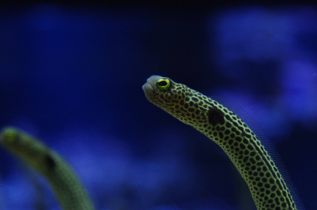 Eel