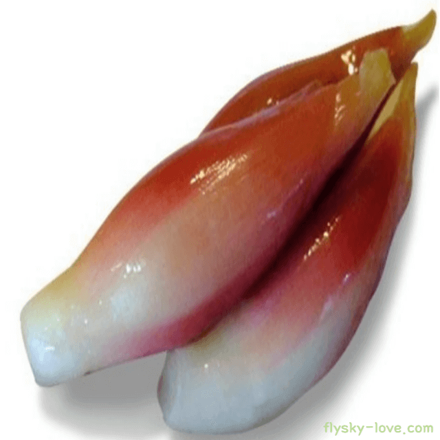 양하 고르는 법