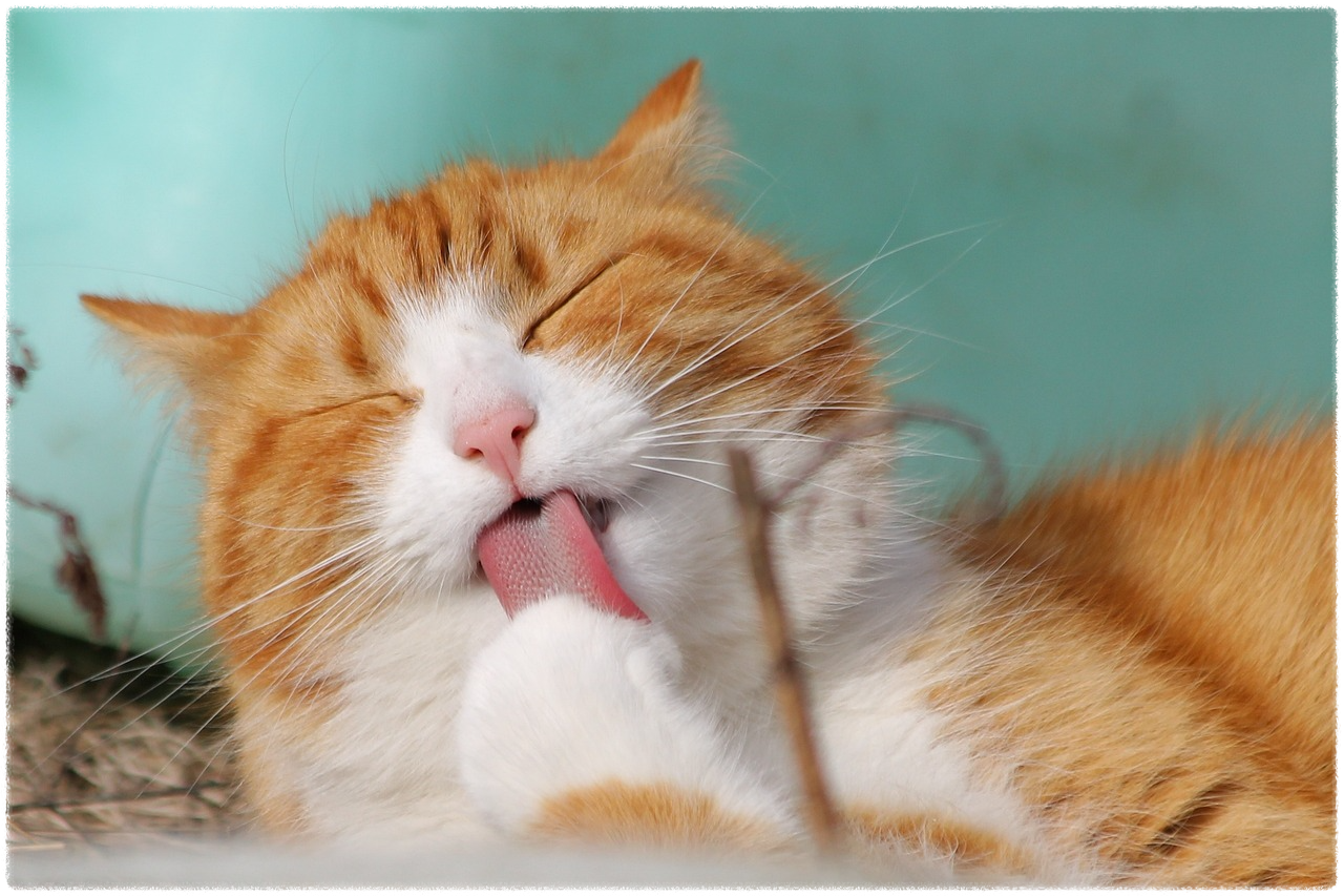 고양이 사료 추천 best 5