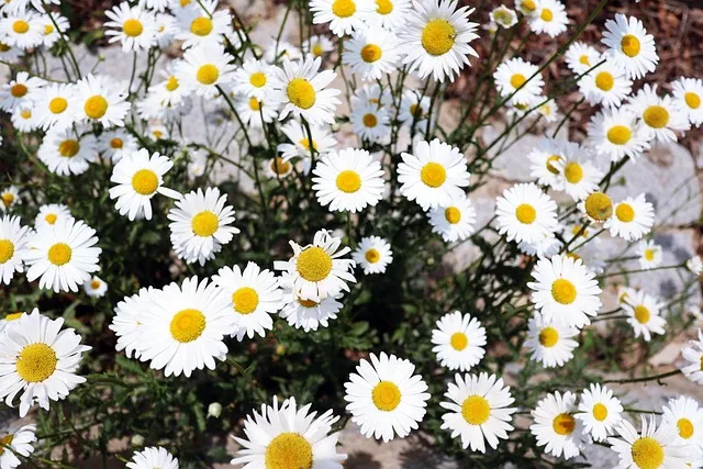 8월에 피는 꽃 이름 종류별 특징 정리 보기_9