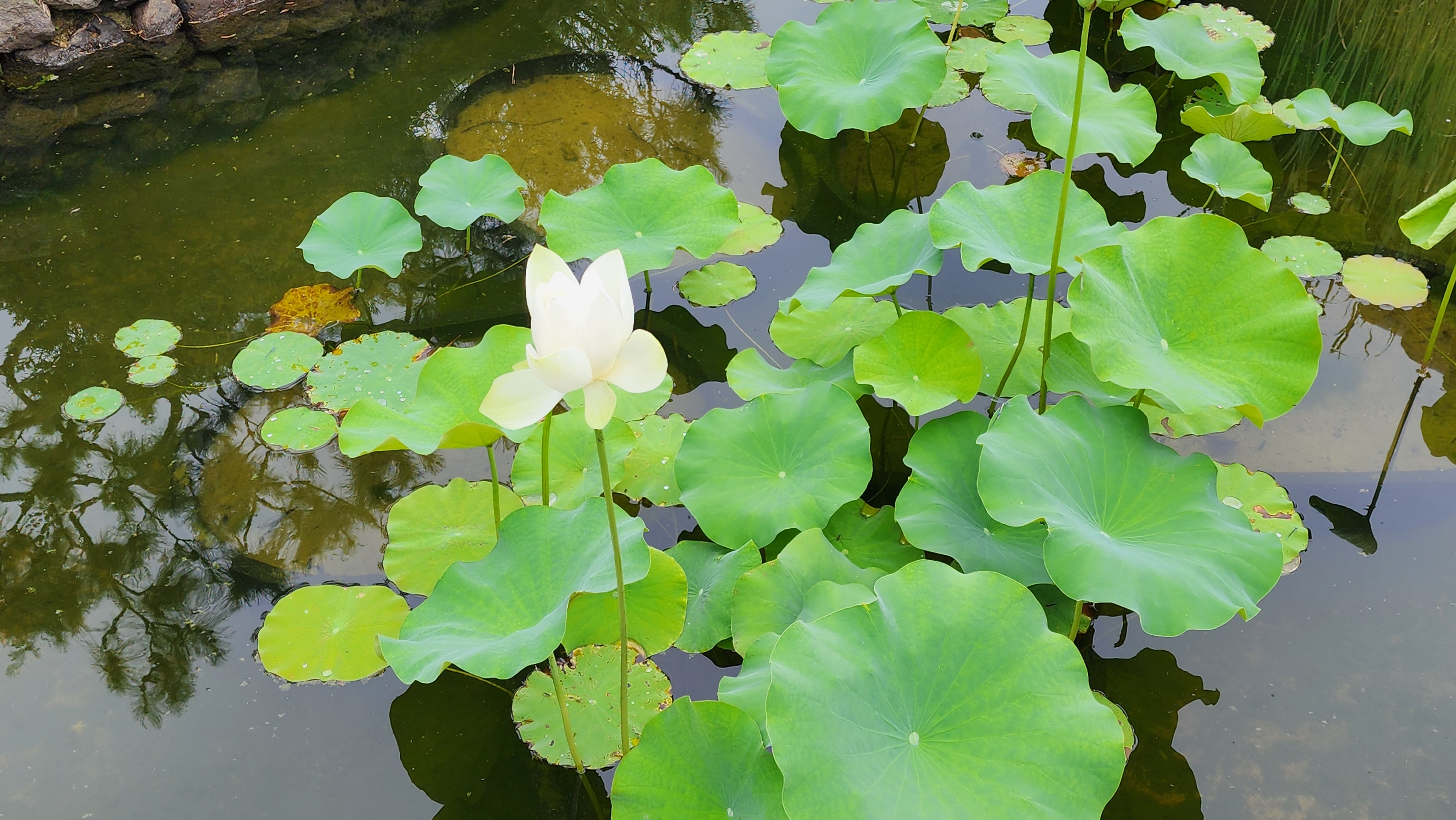 자라섬 이화원, 가평 가볼만한곳