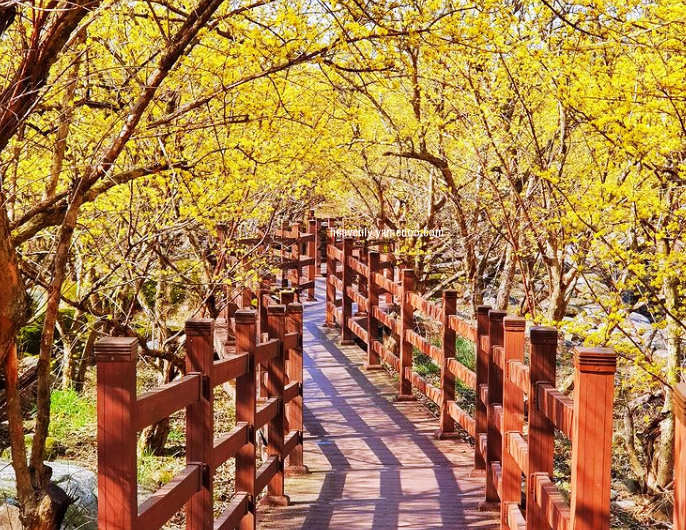 구례 산수유축제