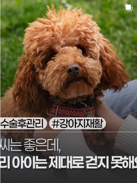 반려묘 실내생활 (생활환경, 스트레스, 놀이시간)