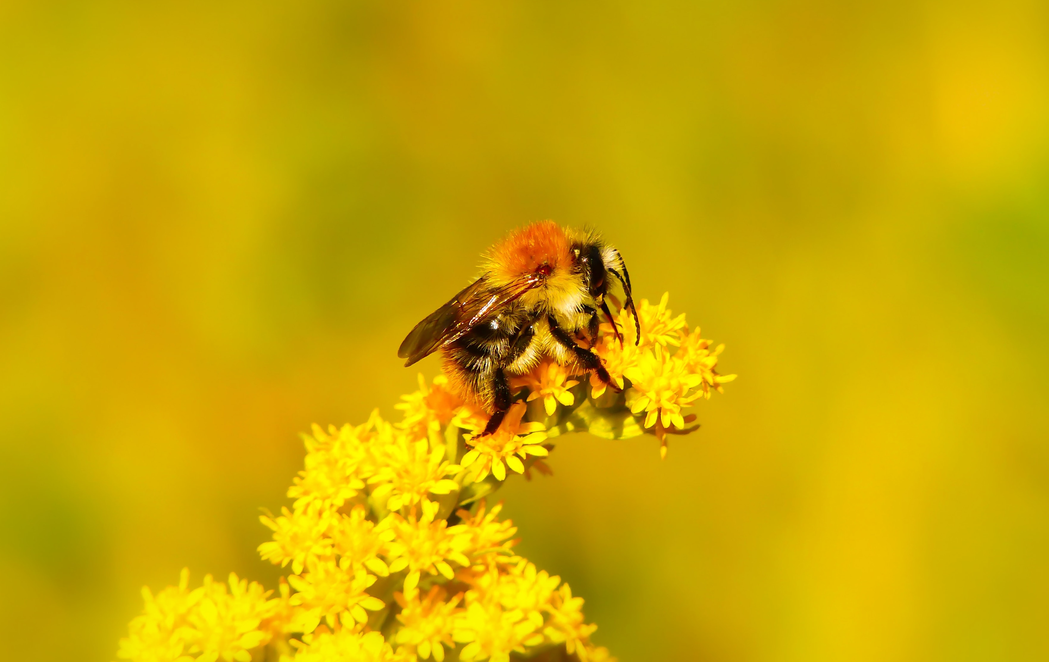 멸종위기에 처한 생물종