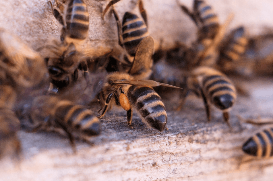 벌에-쏘였을-때