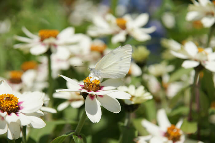 2024 함평나비축제