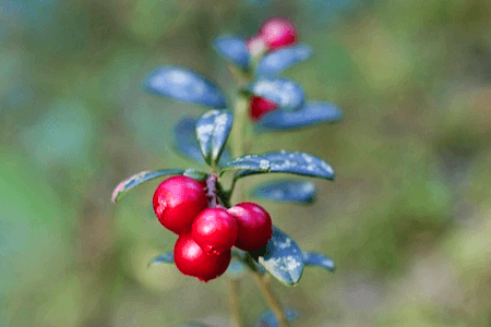 작고 둥근 빨간색의 링곤비레 열매 4개가 나무에 열려있다.
