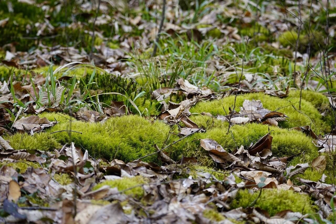 ‘관리하지 않음’이 만든 초소형 생태계 회복의 복원 프로젝트 의미