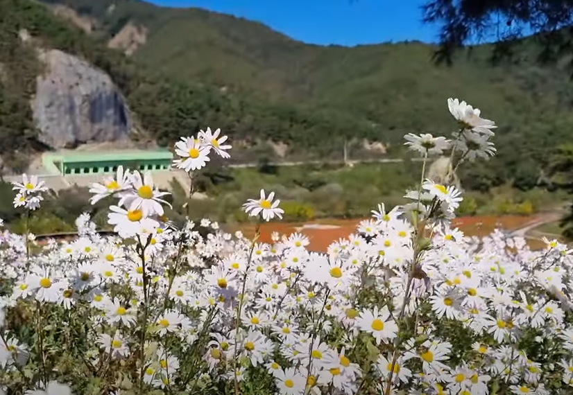 구절초 지방정원