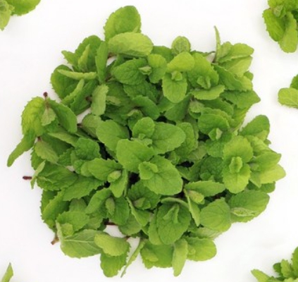 가을에 피는 꽃 종류 애플민트