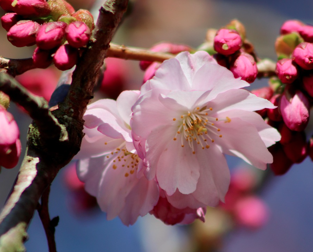 전국 벚꽃 축제 일정 총정리