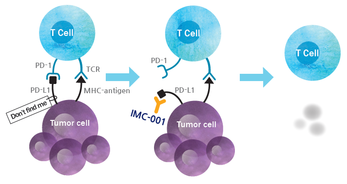 항종양 면역 반응을 억제하는 PD-L1에 대응하는항체인 IMC-001은 NK 세포 기반 치료제와 같은 독특한 조합을 가능하게 한다.