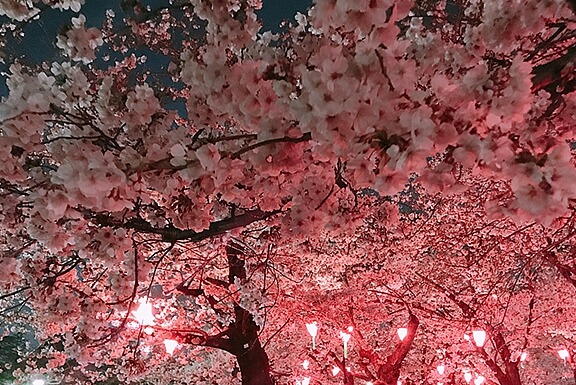 나고야 벚꽃 명소