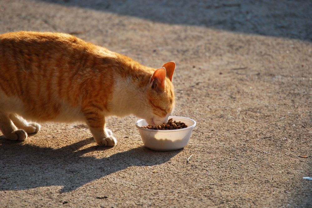 시골 집 고양이