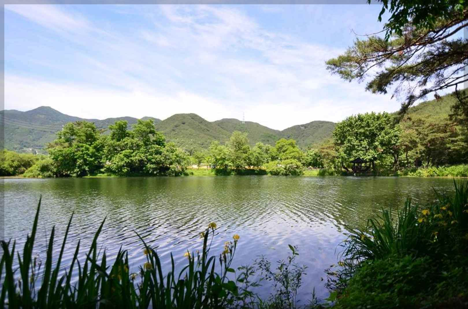 이팝나무 군락지 추천 명소 (best3)