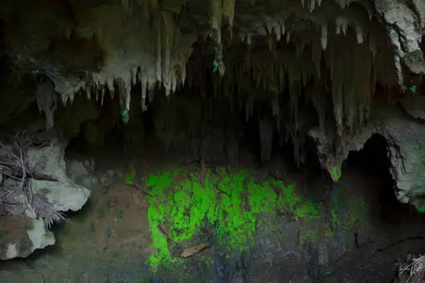 동굴 생태학에서 ‘한 번의 유입’이 큰 이유: 유기물 펄스 효과