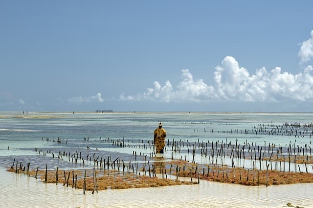 해조류 기반 식품의 확대: 맛과 영양을 모두 잡을 수 있을까?