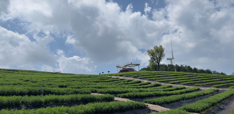 감악산 아스타국화 축제